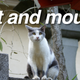 Image for article titled The Arrest of Japan's Most Wanted Troll Leads to Cute Cat Pic